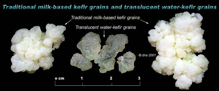 Diferencias granulos Kéfir de agua preparacion y kefir de leche preparacion - bulgaros de agua, cómo se cuidan