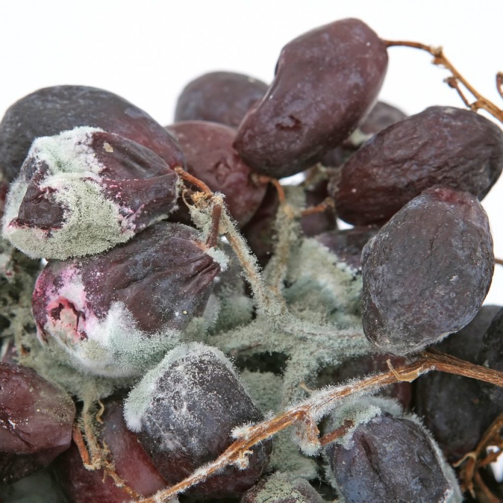 tomar alimentos probioticos