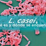Todo lo que debes Saber sobre L. casei. Propiedades y Beneficios de Tomarlo