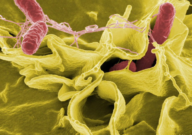 bacterias beneficiosas para nuestra salud