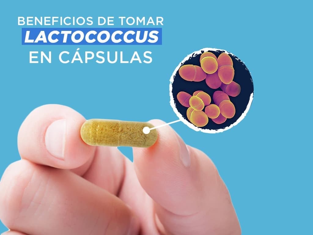 Lee más sobre el artículo ¿Cuáles son los beneficios de tomar lactococcus en cápsulas?